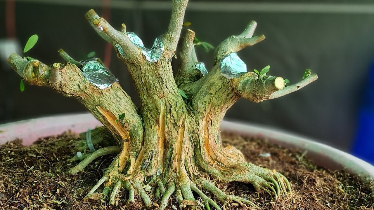 Cách tạo rễ đẹp cho cây - bonsai và sáng tạo