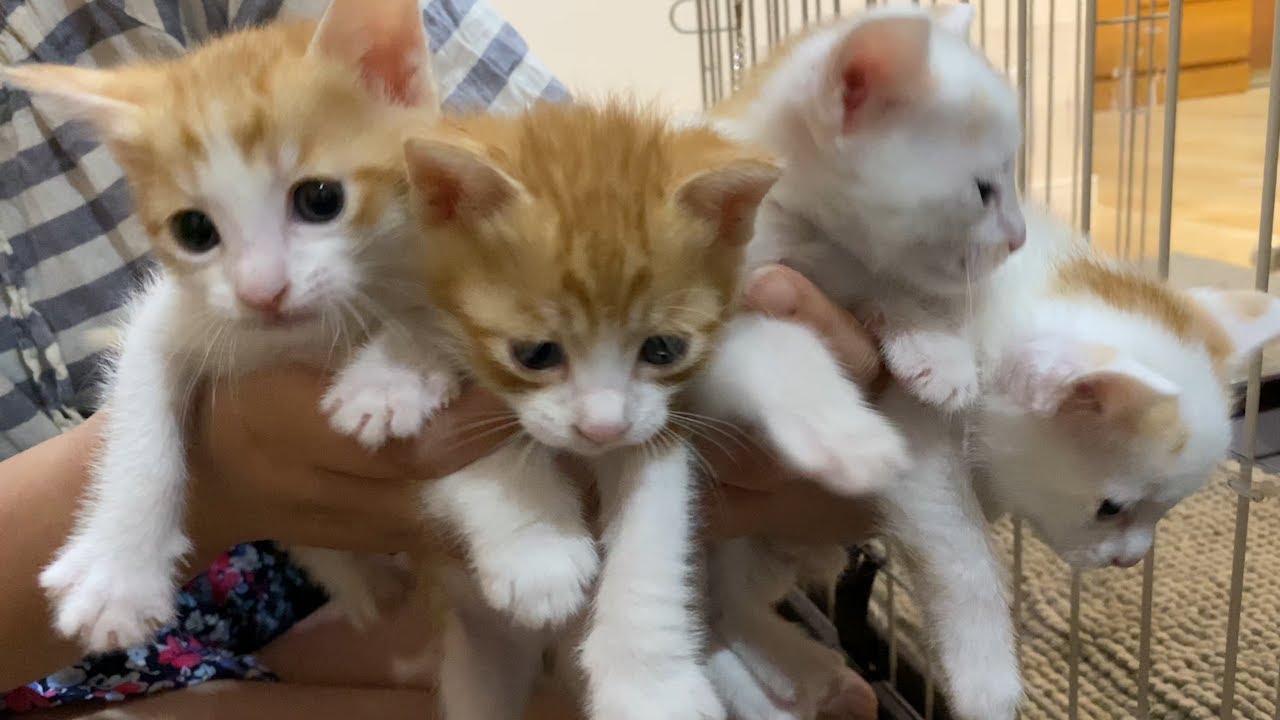 猫の子育て２７　生後１ヶ月子猫の名前やっと決まりました