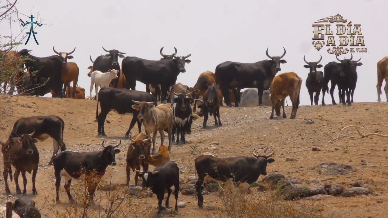 LLEVANDO LAS VACAS A LA ÚLTIMA RESERVA DE PASTO