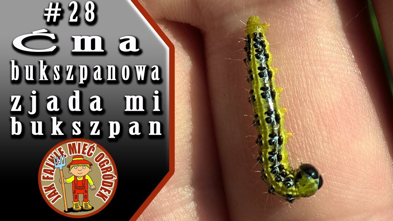 #28 Ćma bukszpanowa zjada mi bukszpan