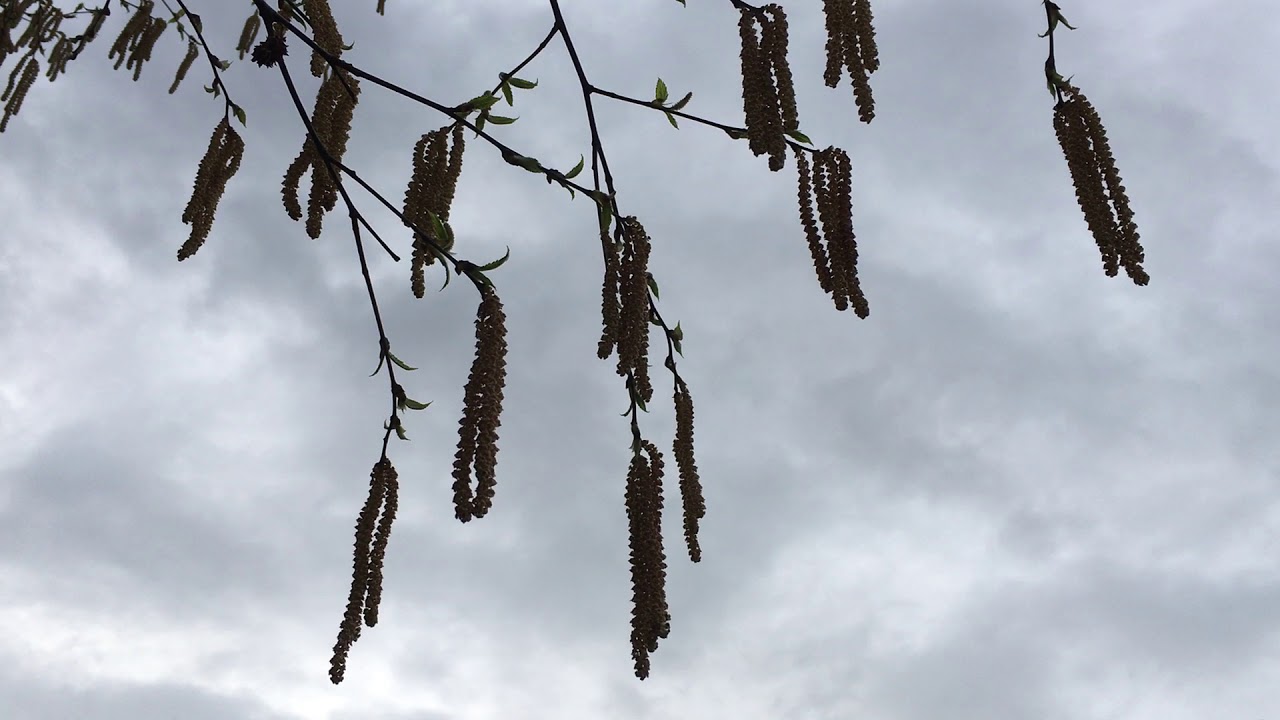 Downy Birch (Betula pubescens) - male flowers - April 2018