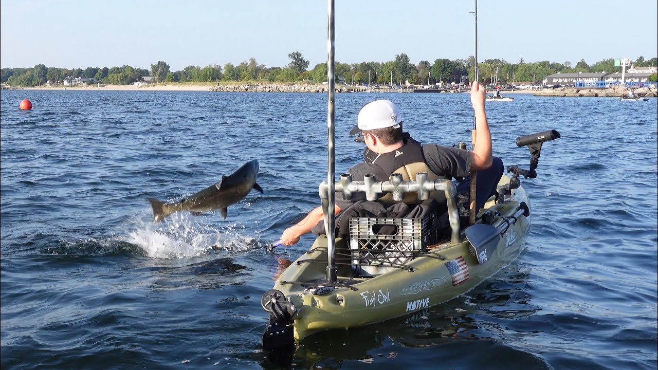Chinook Salmon: Staging and Angry on Lake Michigan