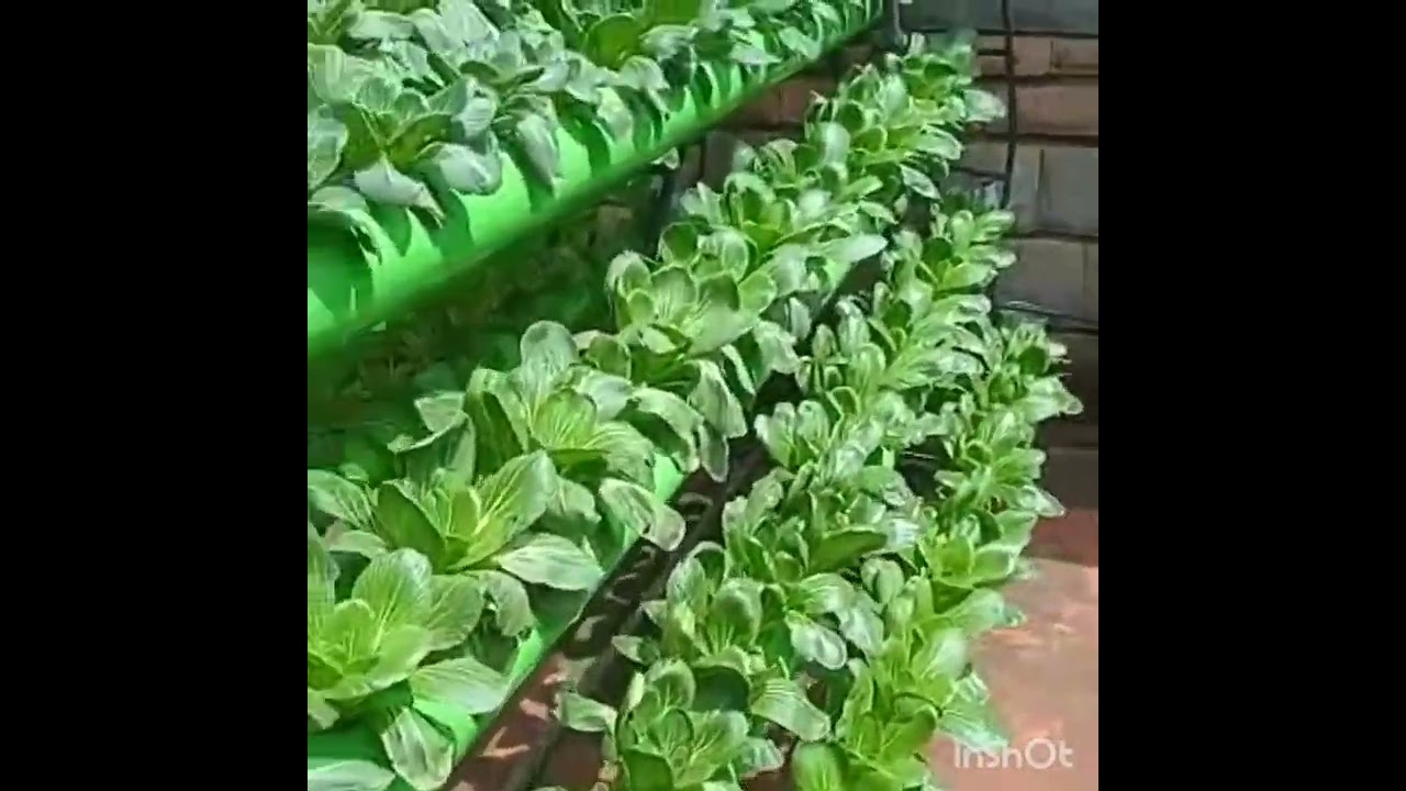 Hydroponics in Kenya: The urban communities are embracing news ways of crop production