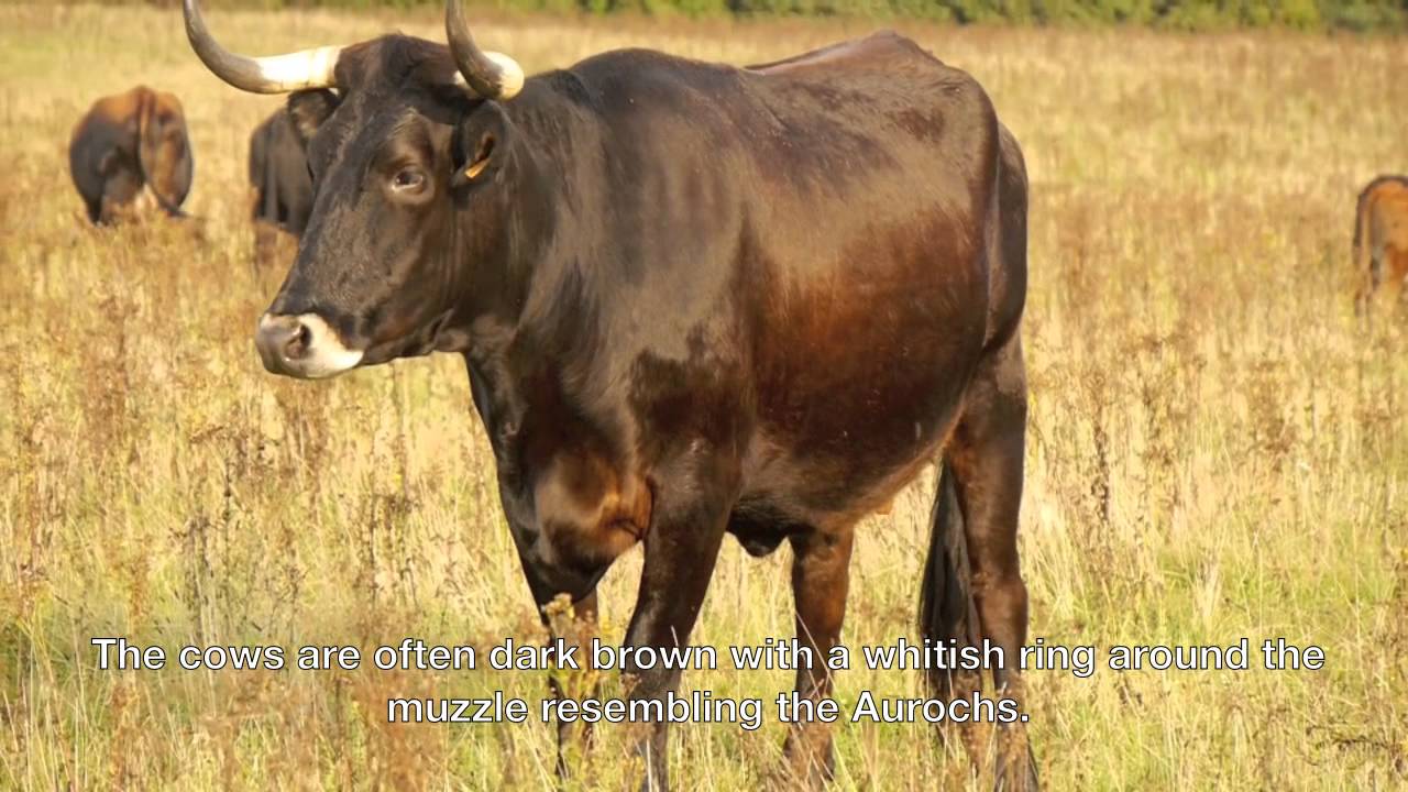 Sayaguesa Cattle in the Netherlands