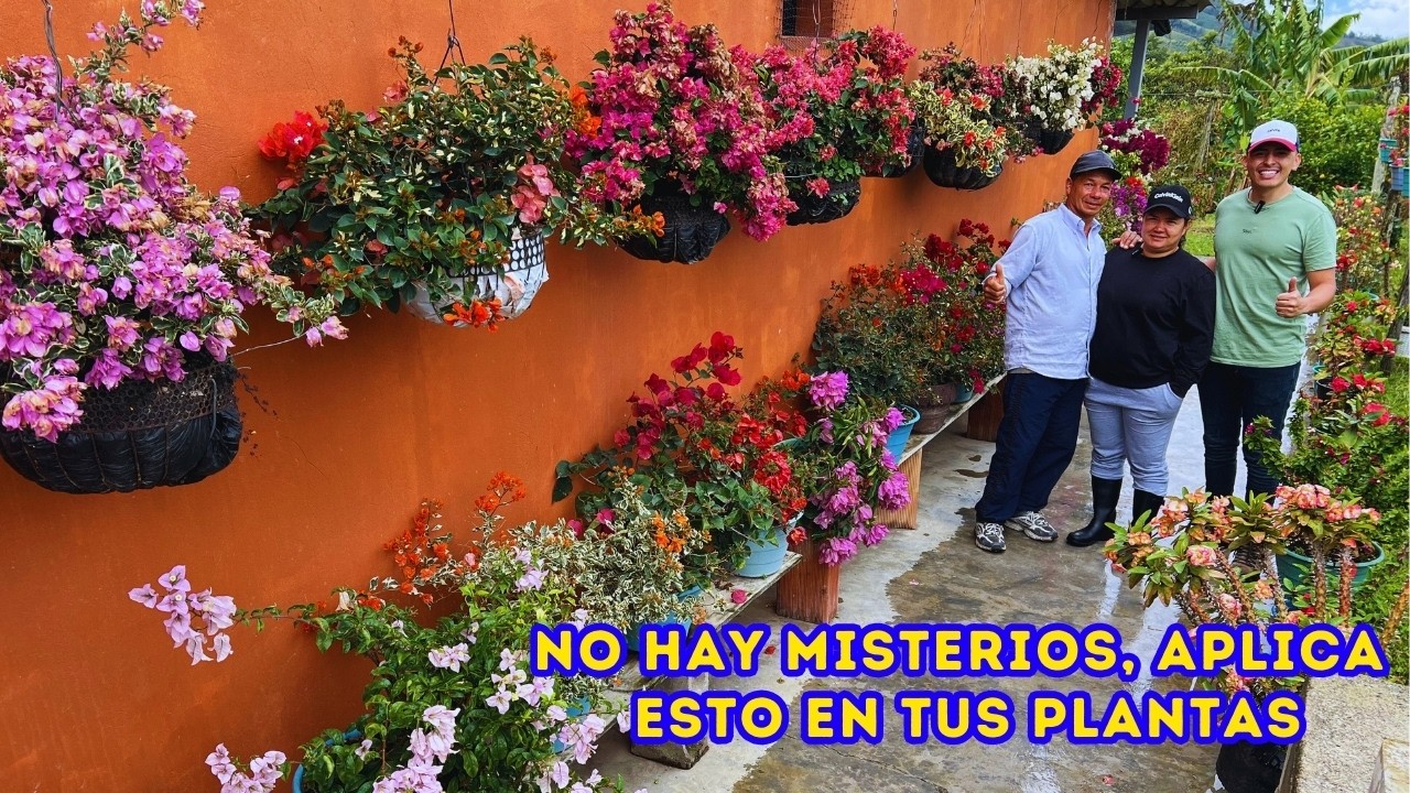 Aplica estas VITAMINAS y consejos F&Aacute;CILES en tus PLANTAS, incre&iacute;ble JARD&Iacute;N de YORI |AP
