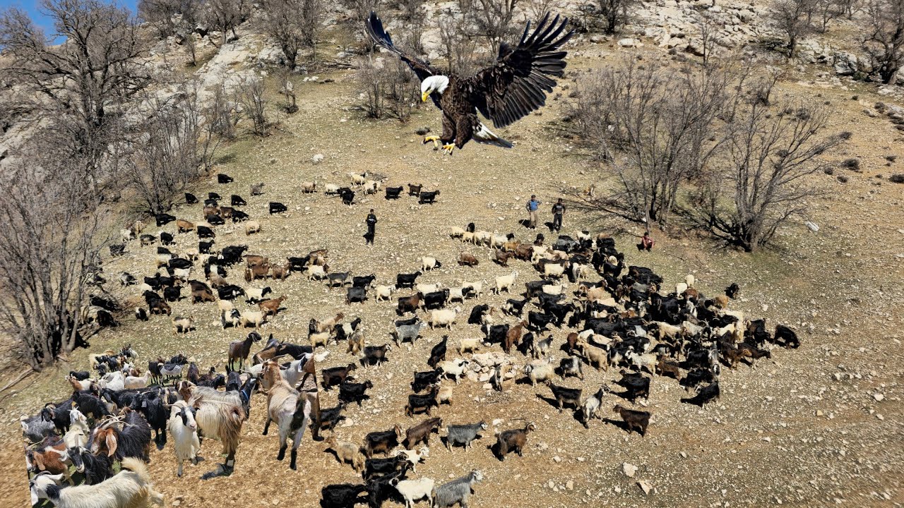 The life of Zagros nomadic shepherds | from the heart of the plain to the mountain with the nomads