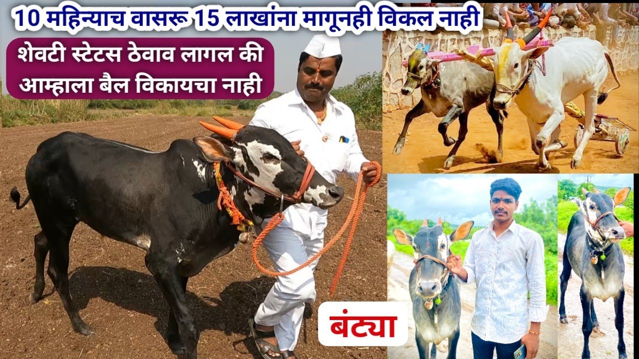 गाडामालक काळुराम वसंत ठोंबरे यांचा आदतकिंग बंट्या बैल आणि लहान वासरांची दावण | Pune bailgada sharyat