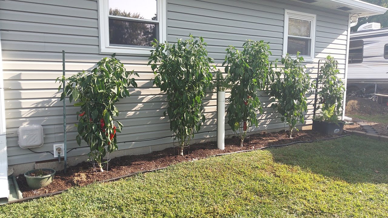Third Harvest of Giant Marconi Peppers 9/9/24