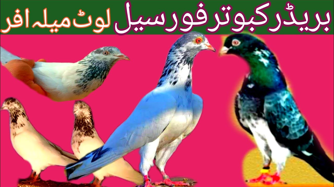 Taddy Kabootar For Sale علی والے ٹیڈی کبوتر Shakeel Ahmad birds market 03021153648☎️#bird#pigeon#top