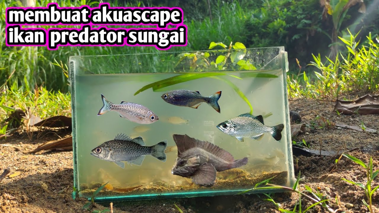 Membuat AKUASCAPE ikan PREDATOR SUNGAI INDONESIA