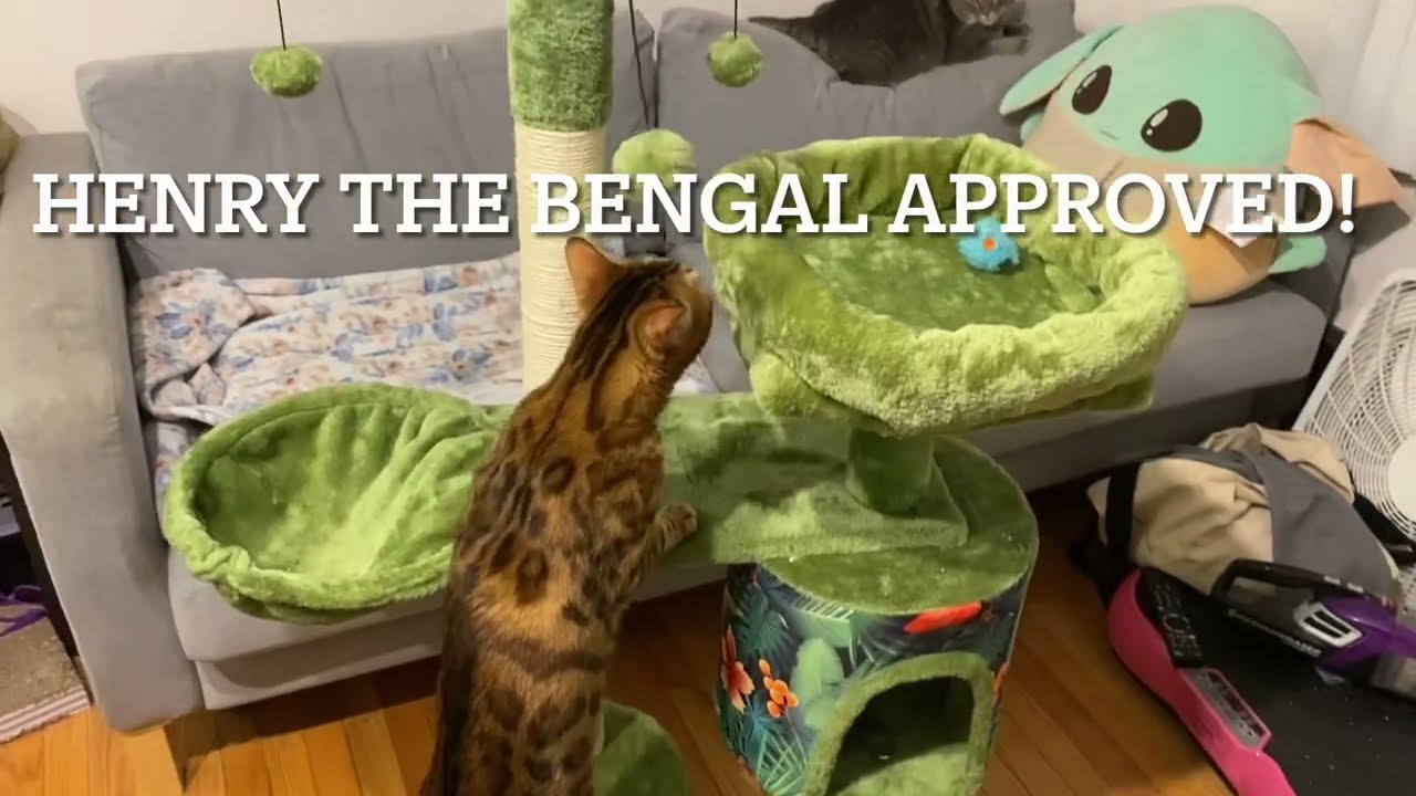 The BEST Cat 😺 Tree known to Henry! (Full Assembly)