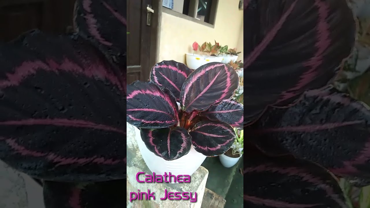 Calathea pink Jessy, salah satu tanaman hias favorit th 2022