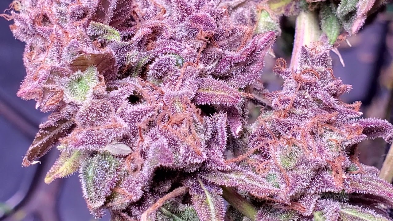 Optic 6 Gen4 LED Harvest - Drying & Curing Bud