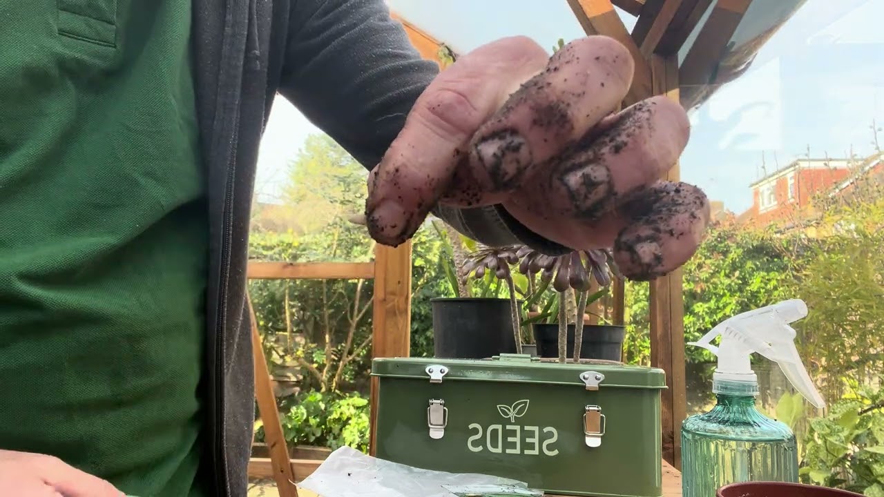 Beginners guide to start growing cucumbers 🥒 