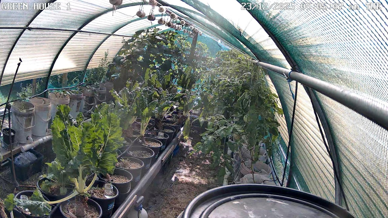 Greenhouse 1 Timeplapse Ending 20 02 2026