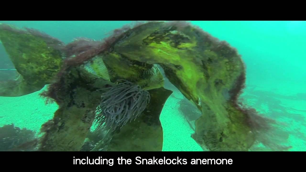 KELP FILM Final