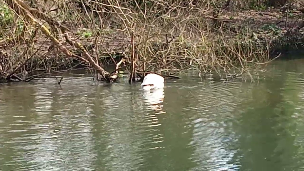 Pelican in London 