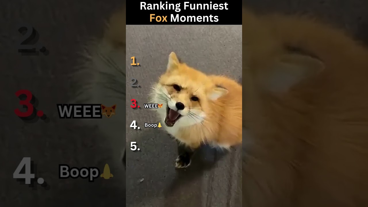 Ranking Funniest Fox moments... Subscribe please