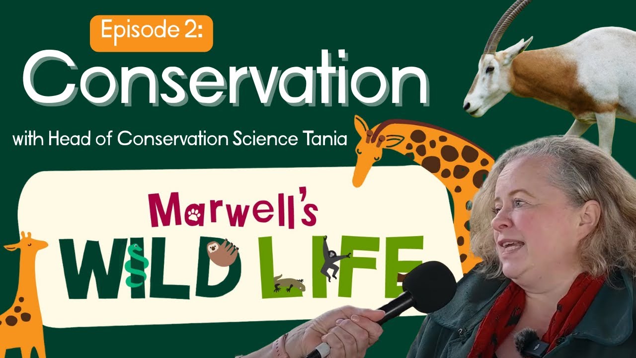 Marwell's Wild Life: Conservation with Head of Conservation Science Tania