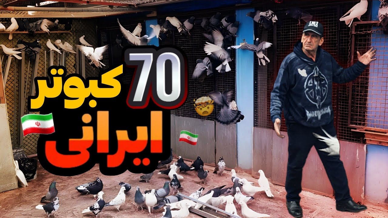 ۷۰ کبوتر ایرانی برای ۱۵ فروردین🪺🇮🇷 | 70 Iranian pigeons for April 4th