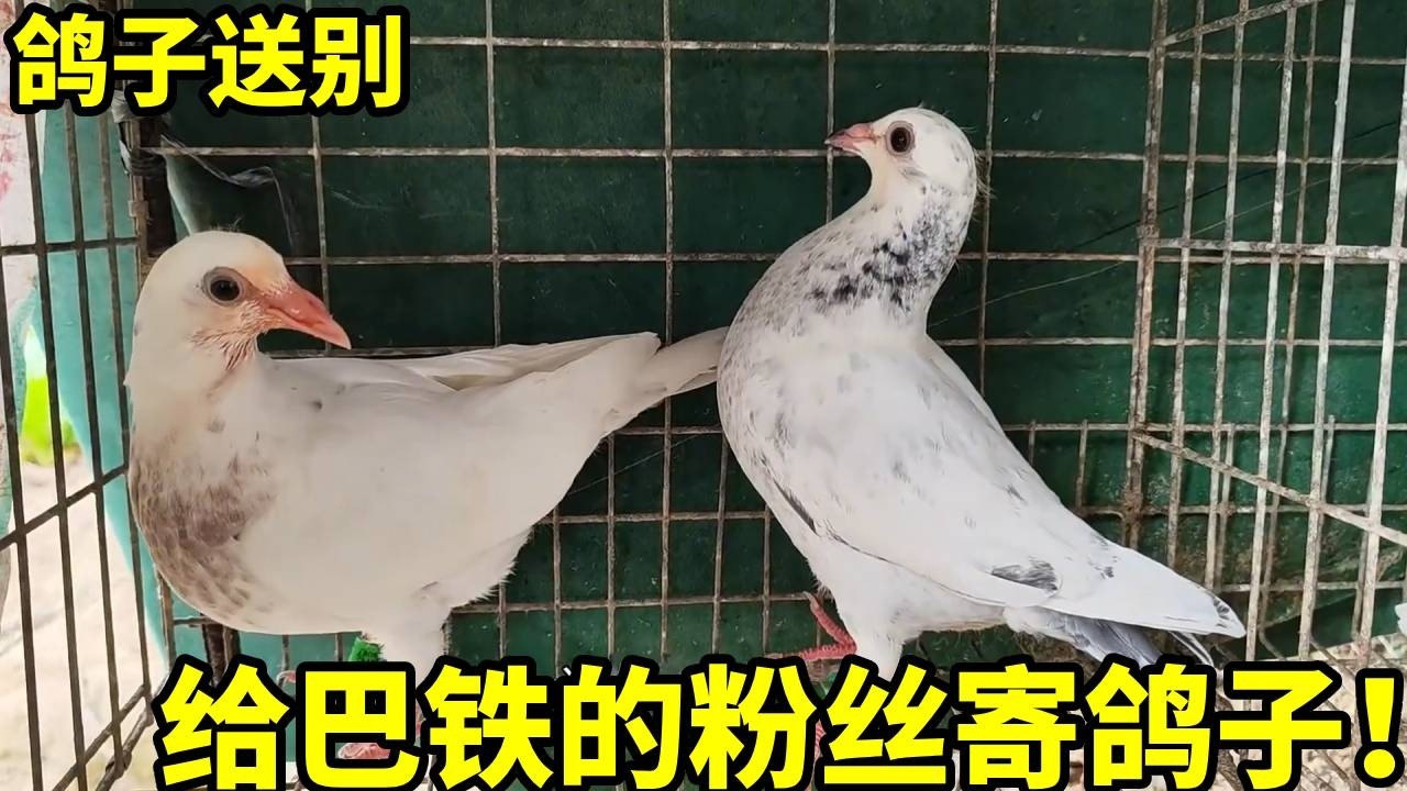 给两位粉丝送鸽子，其中有一个是巴基斯坦的朋友，希望他们喜欢。【俏鴿】#pigeon #birds #kabootar #小動物