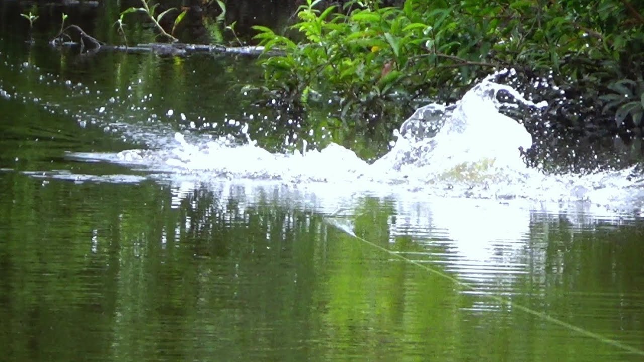 IKAN TOMAN MENYAMBAR UMPAN DENGAN GANAS  || CASTING TOMAN DI DANAU AIR HITAM