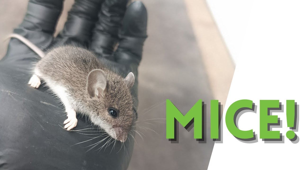 Don&rsquo;t Ignore This Entry Point. Mice LOVE It. | Skedaddle Humane Wildlife Control London