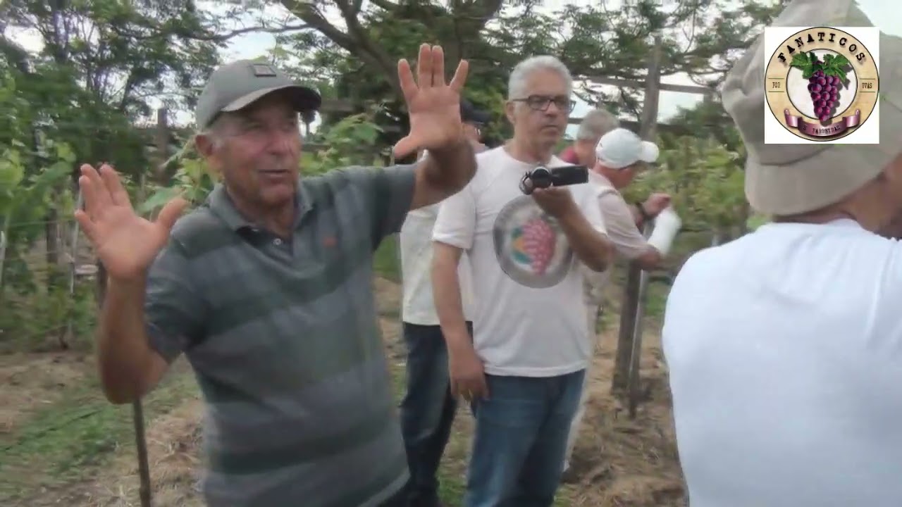 1782 ) - ENXERTIA DE CUNHA DE FENDA CHEIA EM VIDEIRA – FRANCA  SÃO PAULO