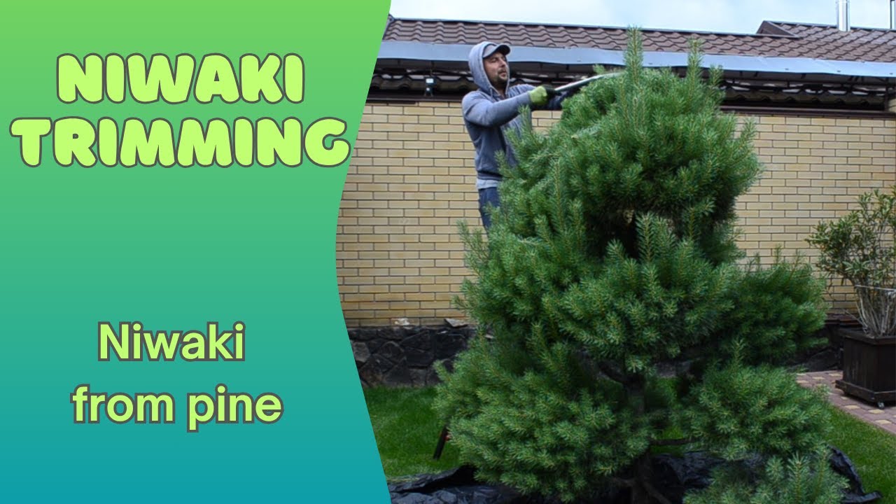 Trimming niwaki from pine. Стрижка нівакі із сосни (Garden Barber)