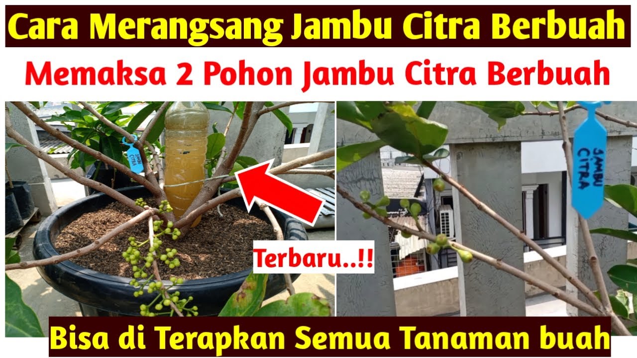 Terbaru..!! Cara Memaksa Jambu Air Di Pot Agar Cepat Berbuah , Cara Agar Jambu Citra Berbuah