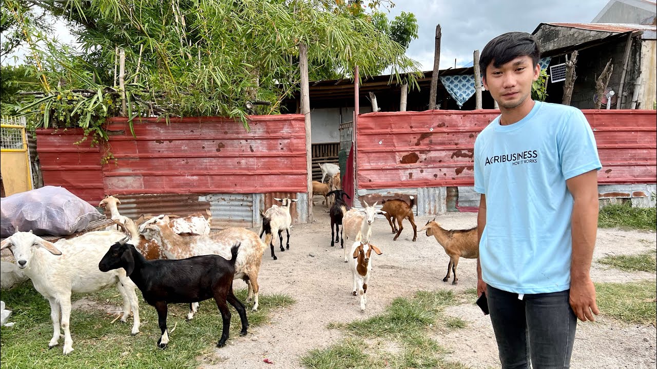 21 YEARS OLD STUDENT, Nag GOAT FARMING GAMIT ang SARILING IPONG PERA