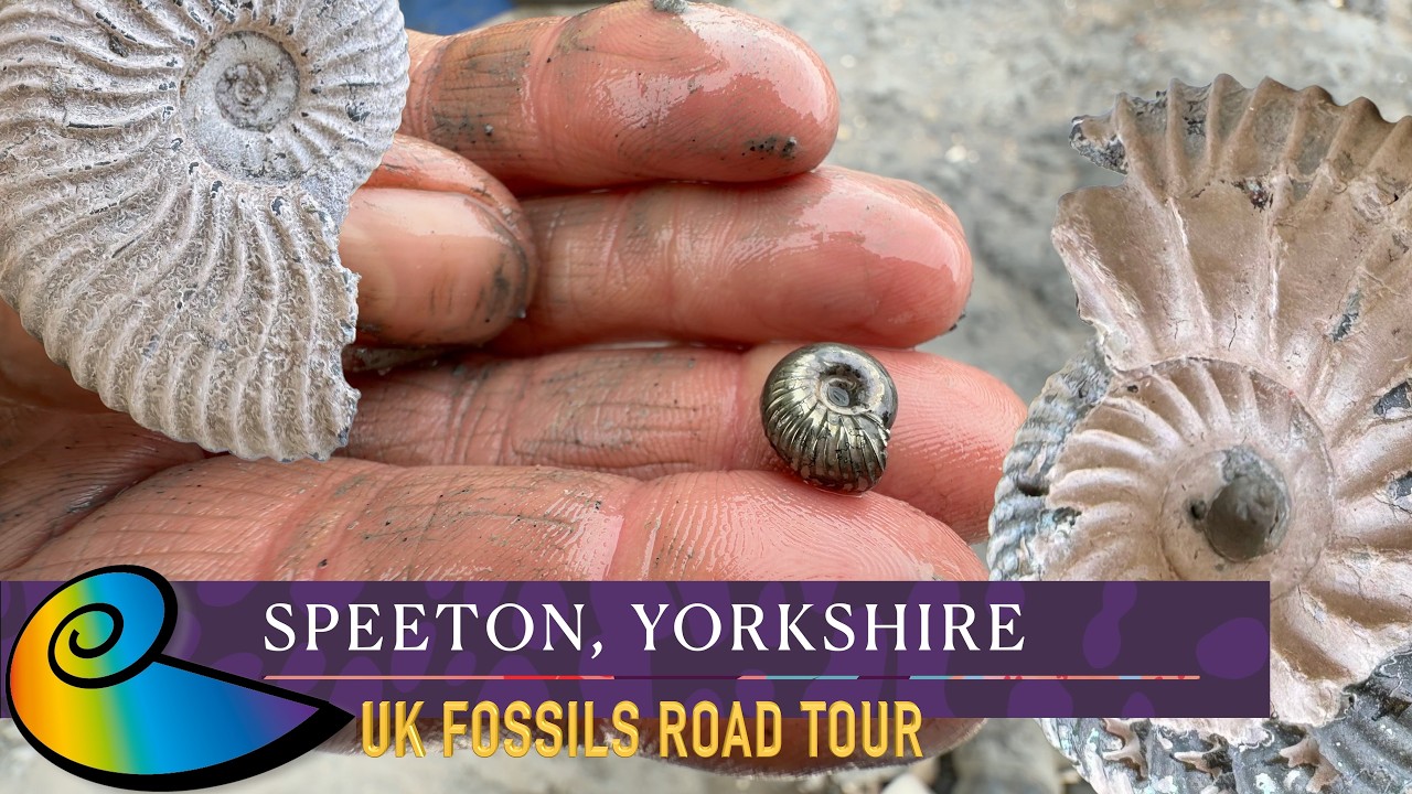 Fossil Hunting at Speeton Cliffs, Yorkshire | UK Fossils Road Tour
