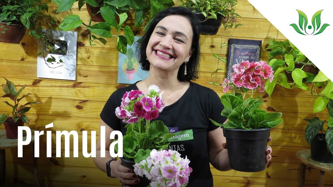 Prímula