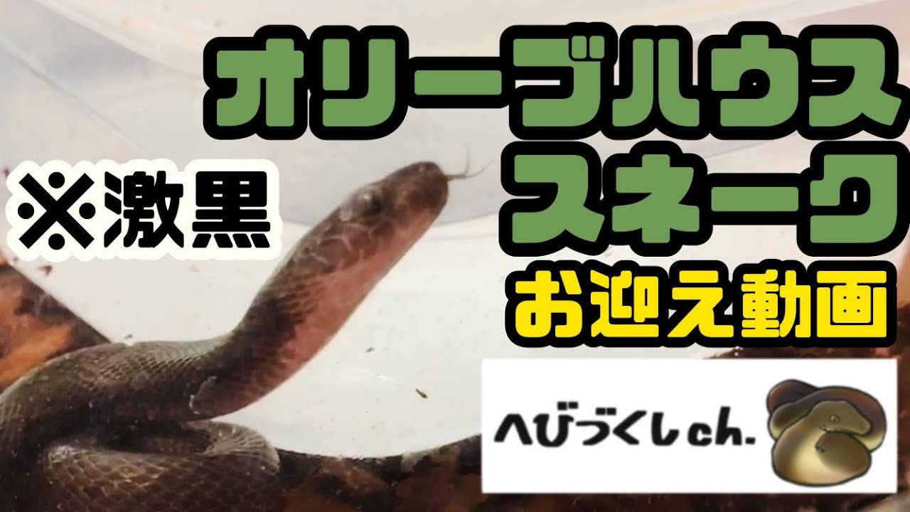 【ヘビお迎え動画】漆黒！オリーブハウススネーク
