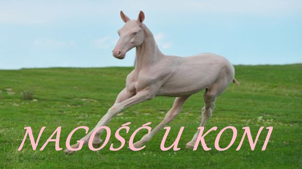 Syndrom nagiego źrebięcia - NFS