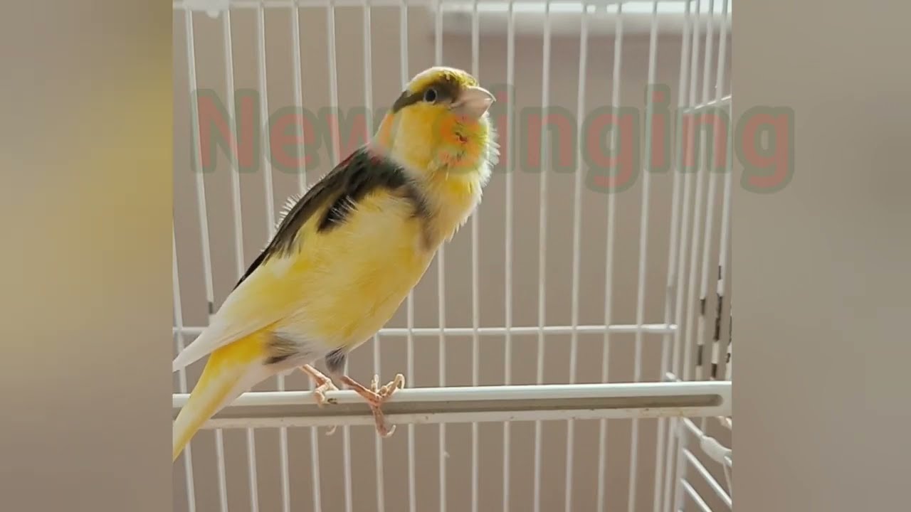 کنری مست برای آموزش/کناری نر/کناری ماده/ آواز خواندن کنری/قناری/#canary