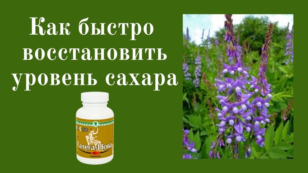 Галега&ndash;Нова - самое мощное в мире сахароснижающее растение.