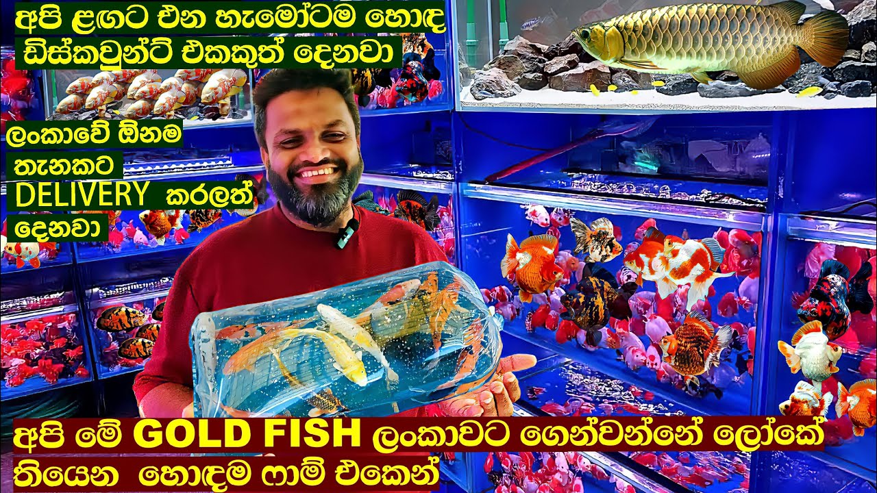 එන හැමොටම හොද Discount එකක් දෙනවා / අපි මෙ Goldfish ගෙන්වන්නේ ලොකෙ ⁣ලහාදම Farm එකෙන් ​⁠