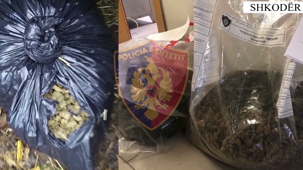 Top News - Policia e Shkodrës me ‘dorë të hekurt’/ Shitje dhe kultivim droge, arrestohen 7 persona