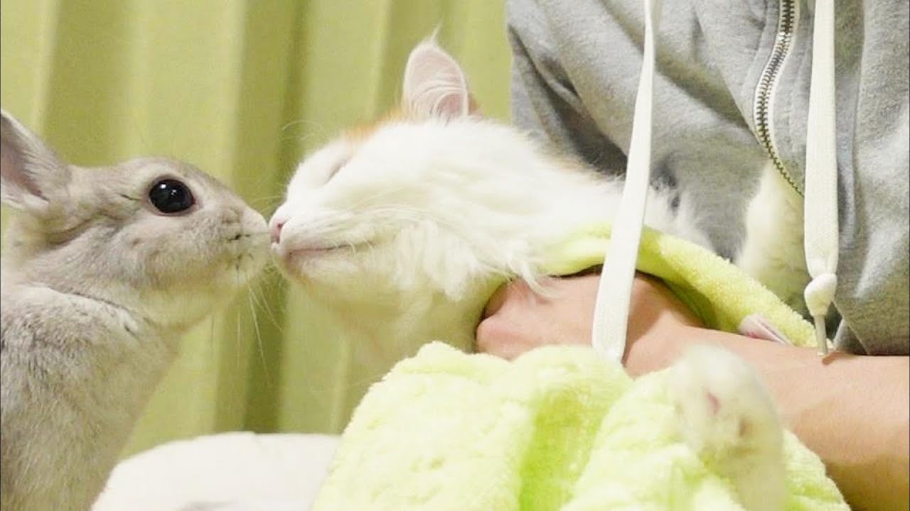 お風呂上がりでへこみ気味な弟にゃんこに寄り添いつづけるお姉ちゃんうさぎ