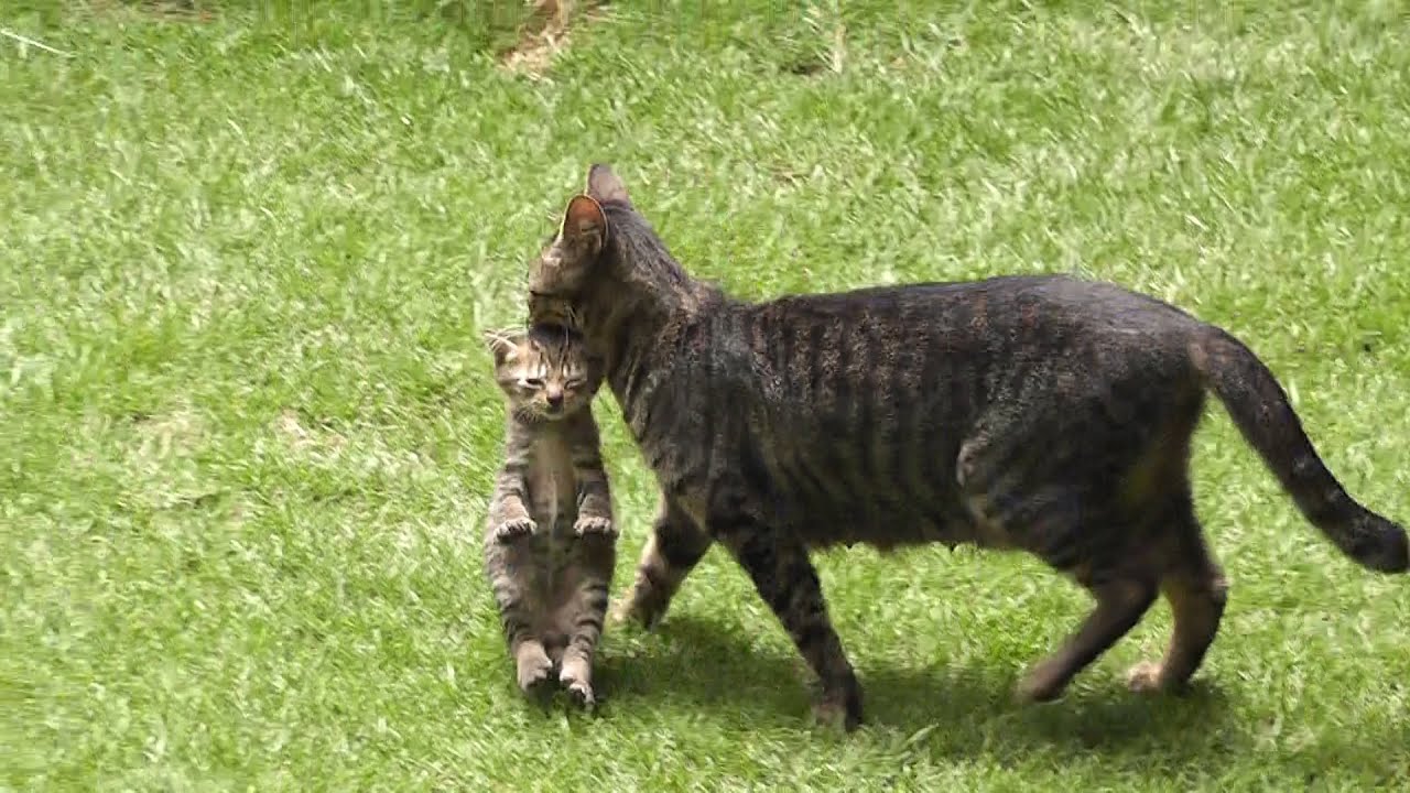 白しま子猫をくわえて引っ越す母猫とはぐれそうな黒しま子猫 Mother cat carrying kittens