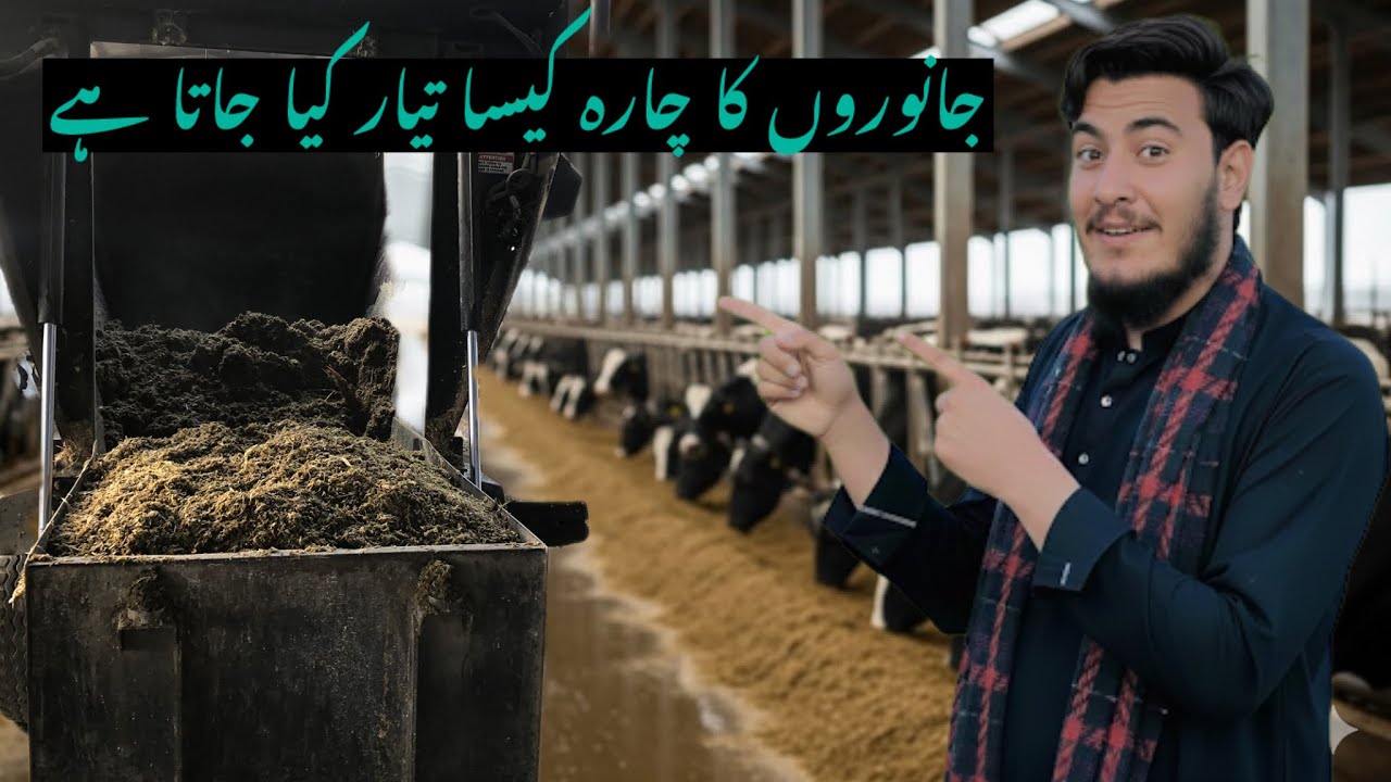 Janwaron Ka Chara Kaise Taiyar Karein? | Silage Making Process for Dairy Farming