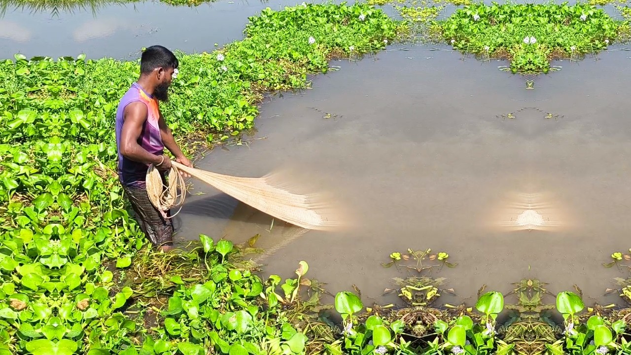 Very Amazing Village Net Fishing - Old Fisherman Catch Fish - Traditional Net Fishing Videos