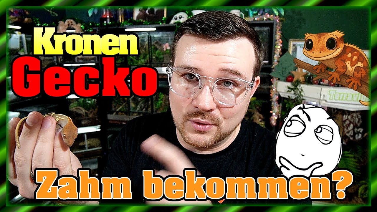 Kronengecko zahm bekomme? | Correlophus ciliatus
