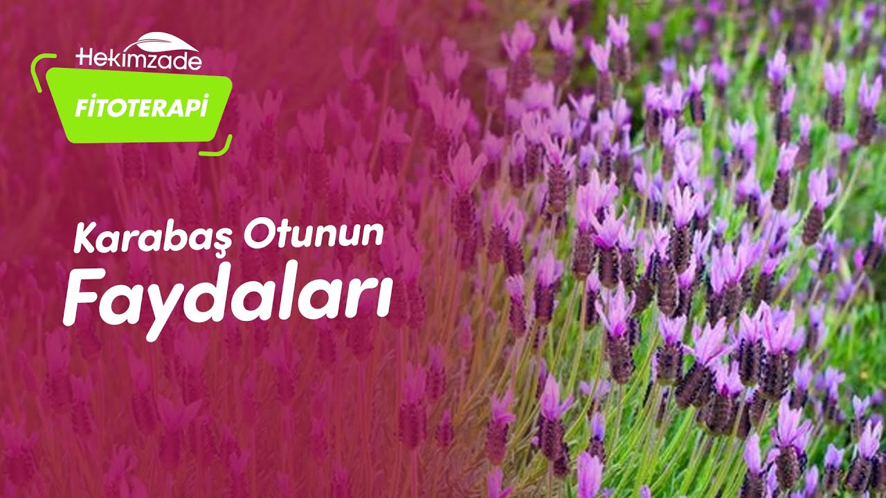 🌿 Karabaş otunun faydaları | Beyin, Hafıza ve N&ouml;rolojik Problemler