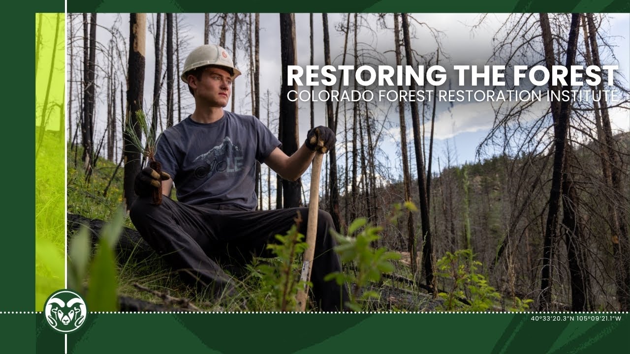 Restoring the Forest I CSU Colorado Forest Restoration Institute