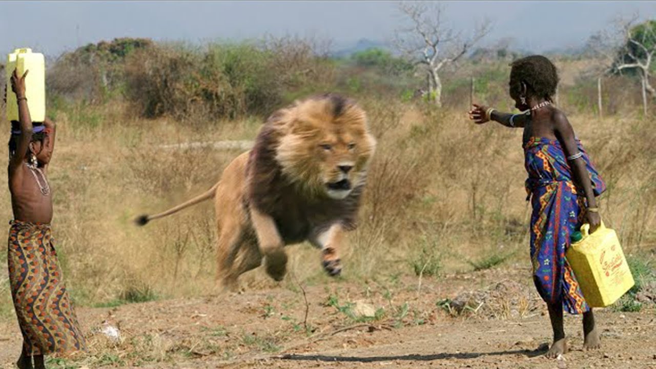Un Villageois Sud Africain Se Fait D&Eacute;VORER VIVANT Par Une Troupe De Lions !