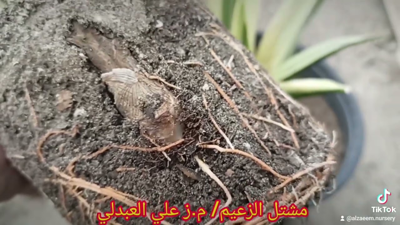 جلد النمر Sansevieria