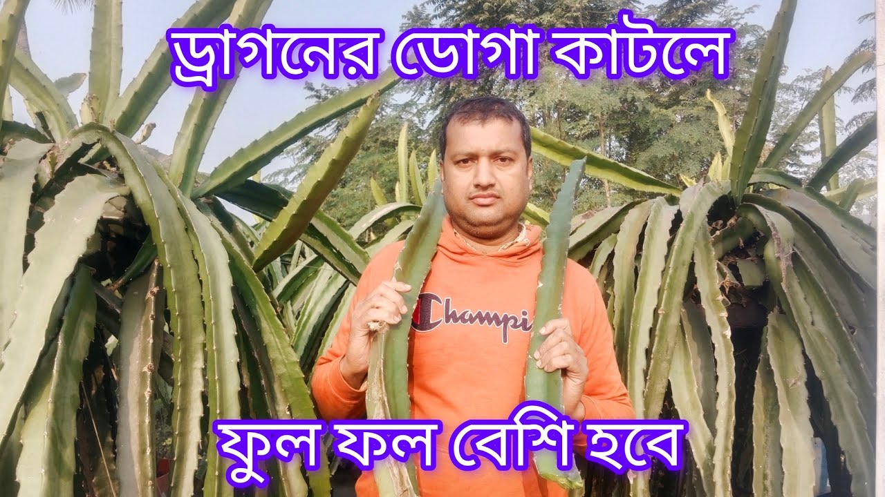 ড্রাগন গাছের ডোগা কাটলে ফুল,ফল বেশি হবে,,,চারার জন্য:-০১৭১০-০৩৫৭৭৮.