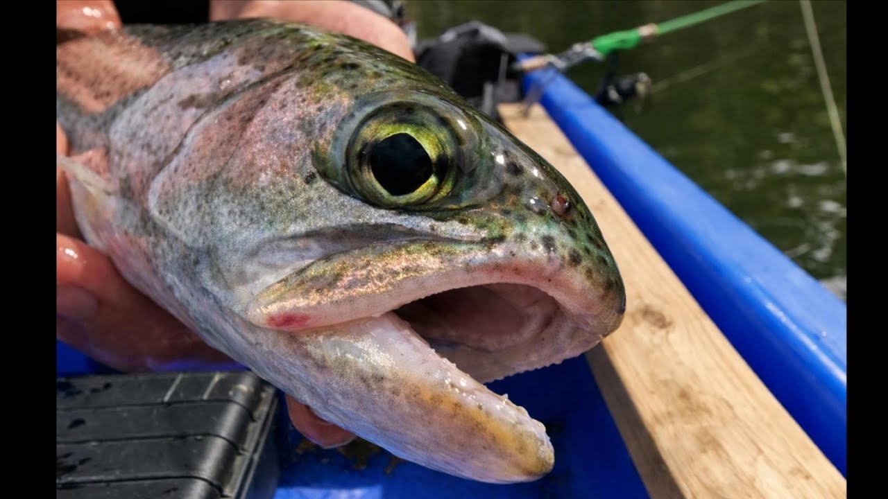 Trout Trolling in Local Little Lake